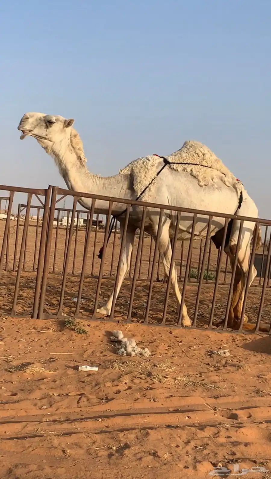 ناقه 1