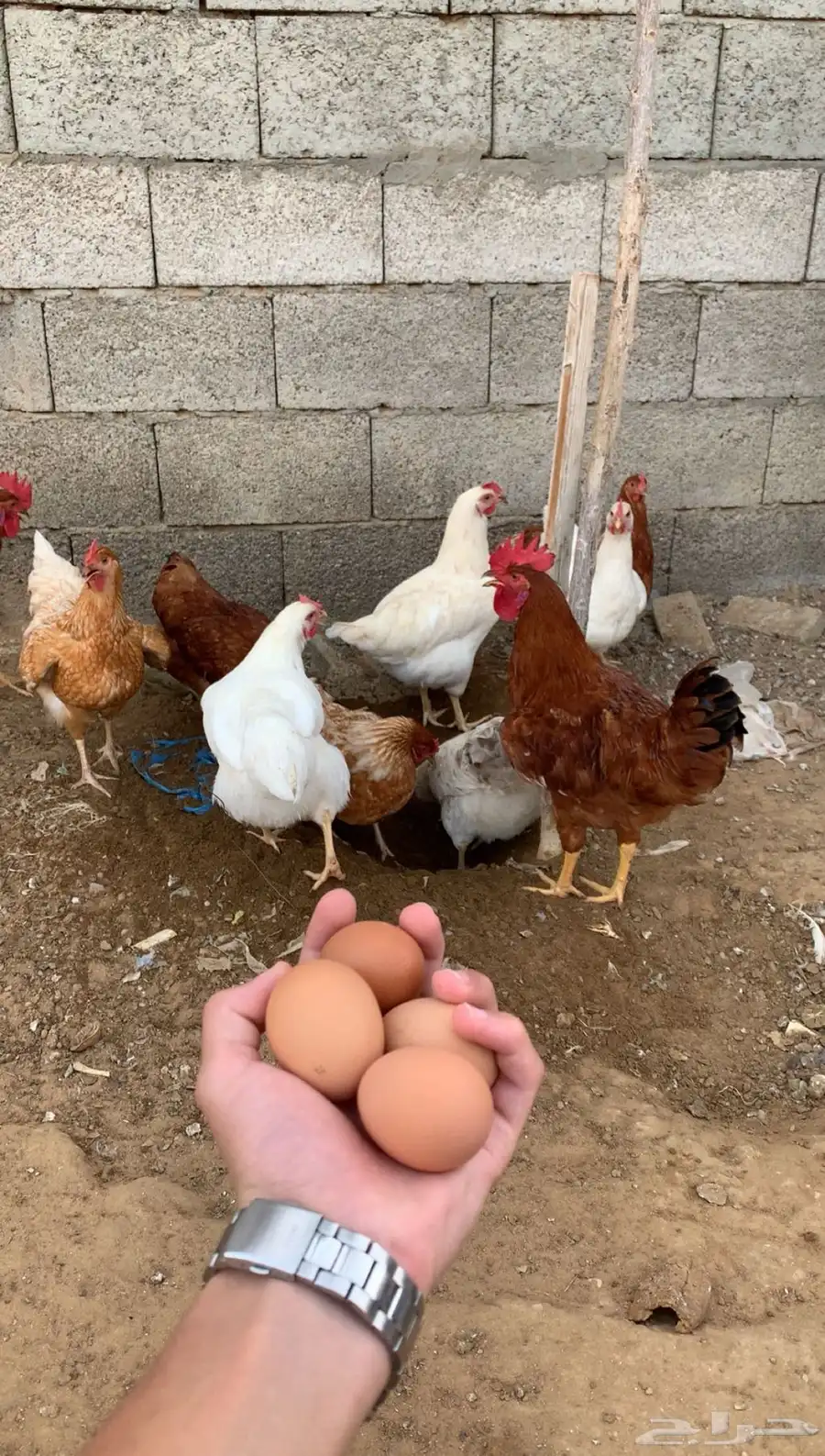 دجاج لوهمان بياض 12