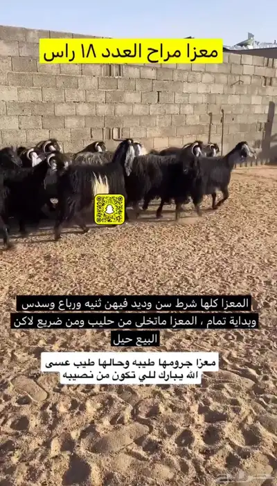 معزا مراح كلها شرط سن وديد 2