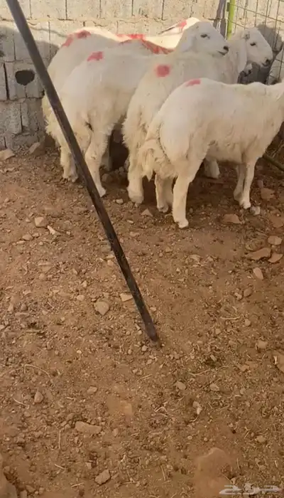 طليان حريه تم البيع 0