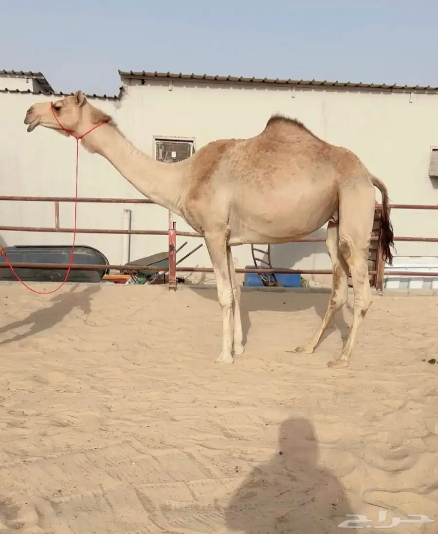 لقحه كفو شكل وسلاله 0