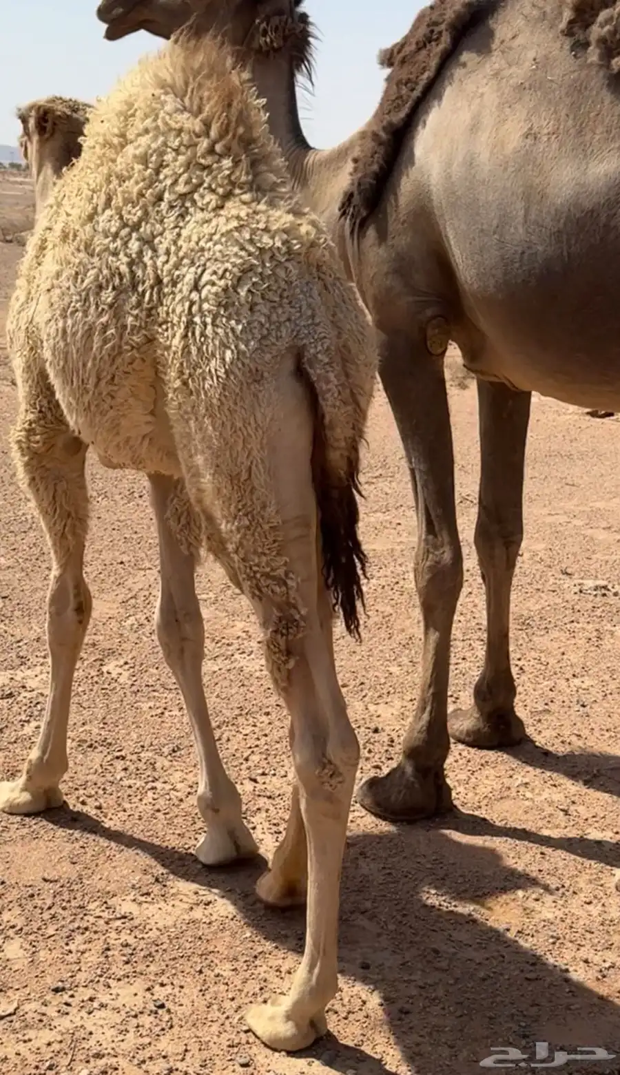 قعود للبيع 1