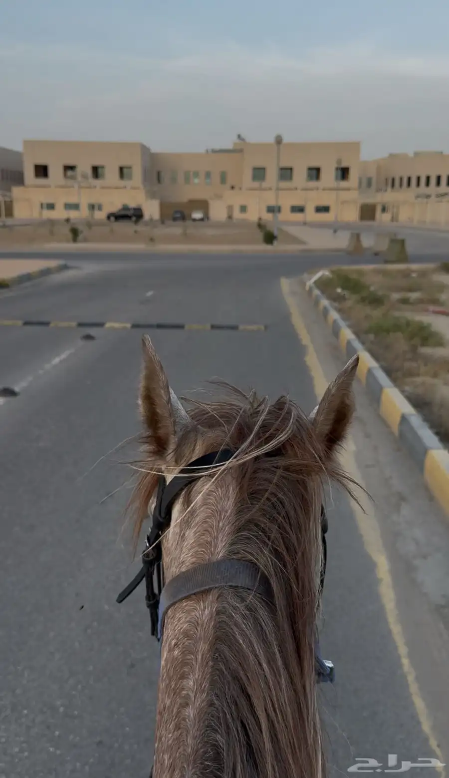مهر عربي 2