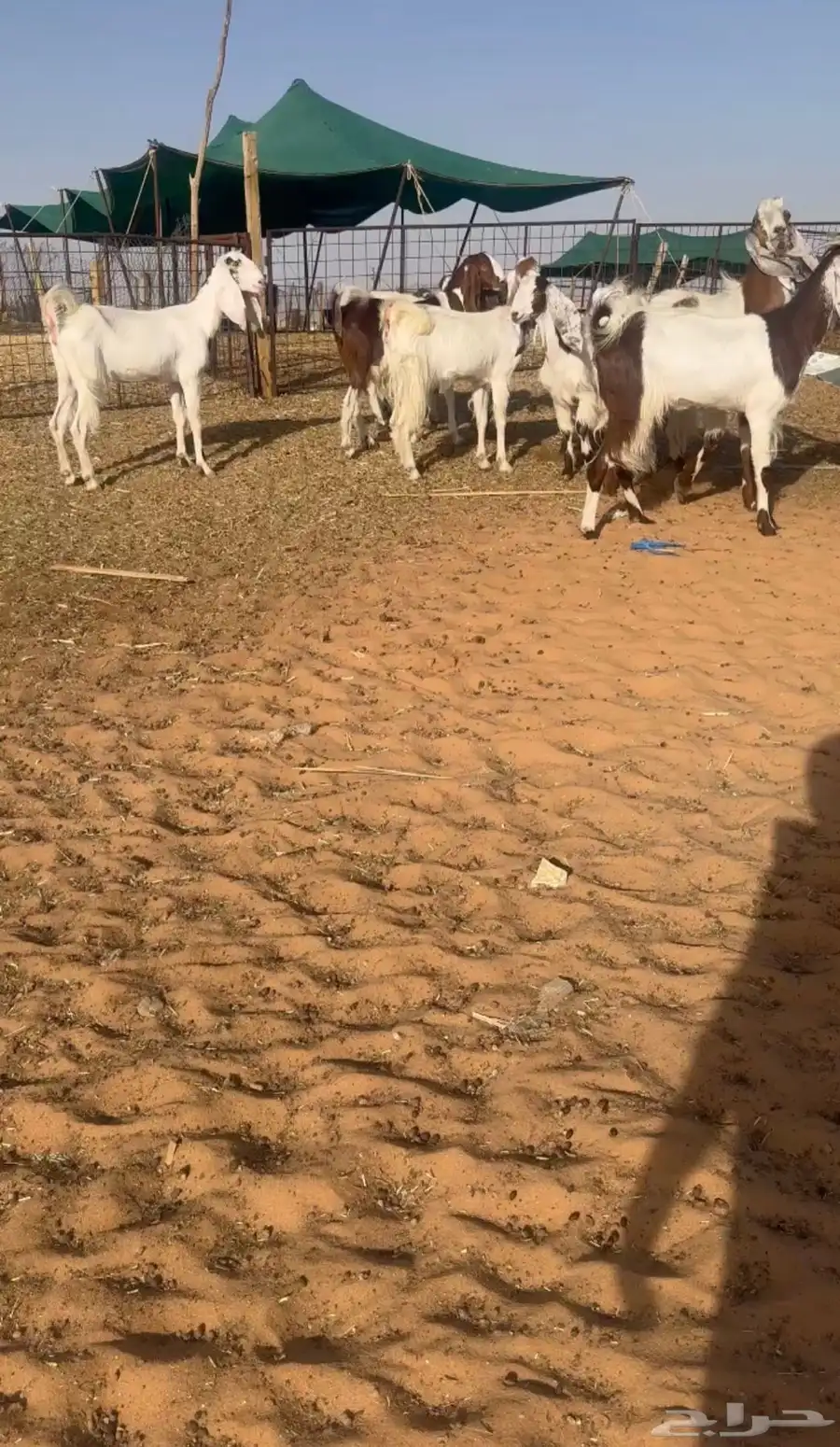 تم البيع. ماعز مصريات فاخره 0