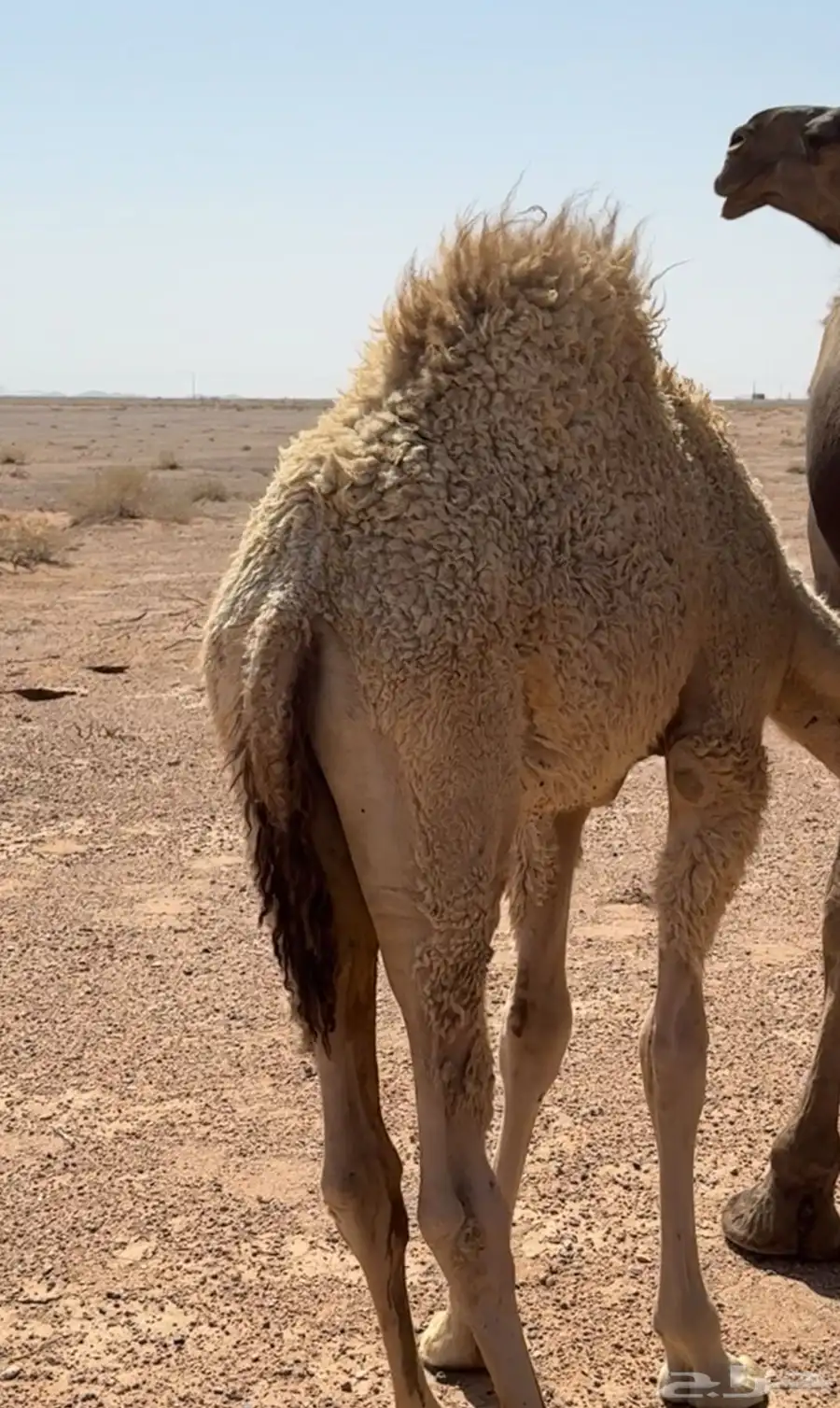 قعود للبيع 0