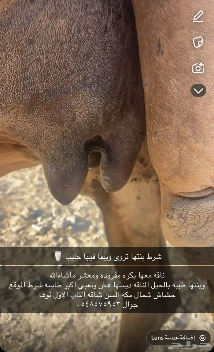 ناقه للبيع 5