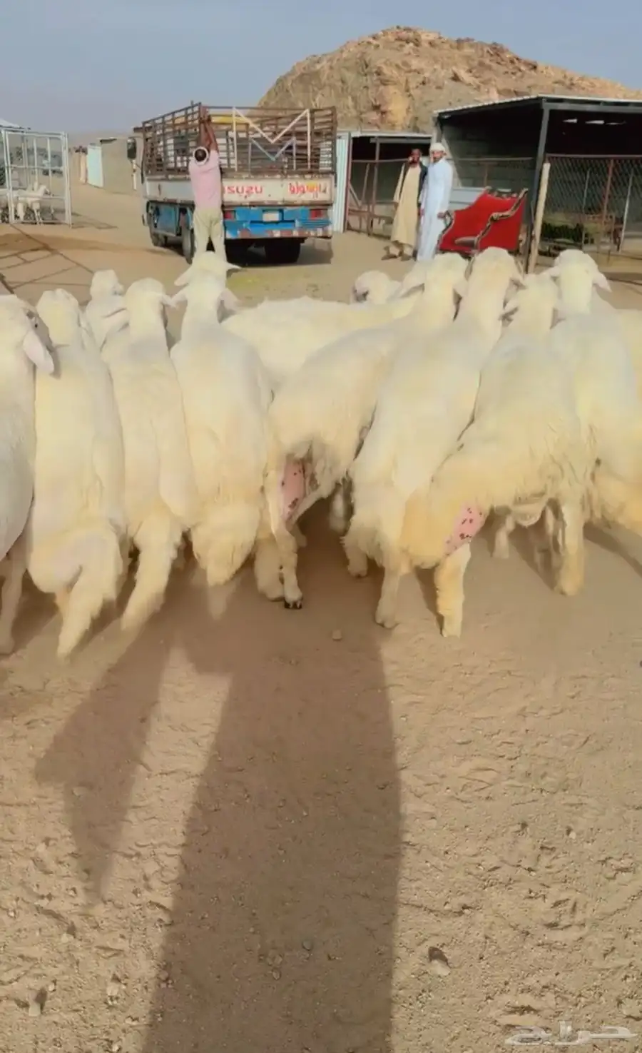 خرفان جبر ناهي اطراف وشعره وضهور مغلقات شحم 8