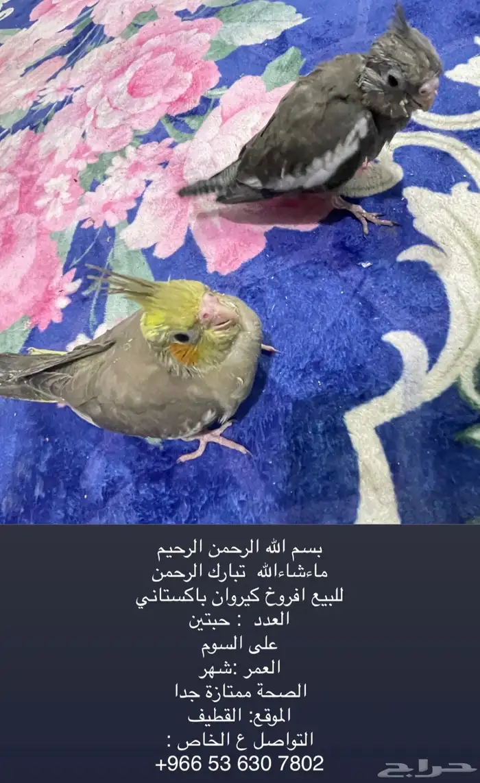 فروخ كيروان 2