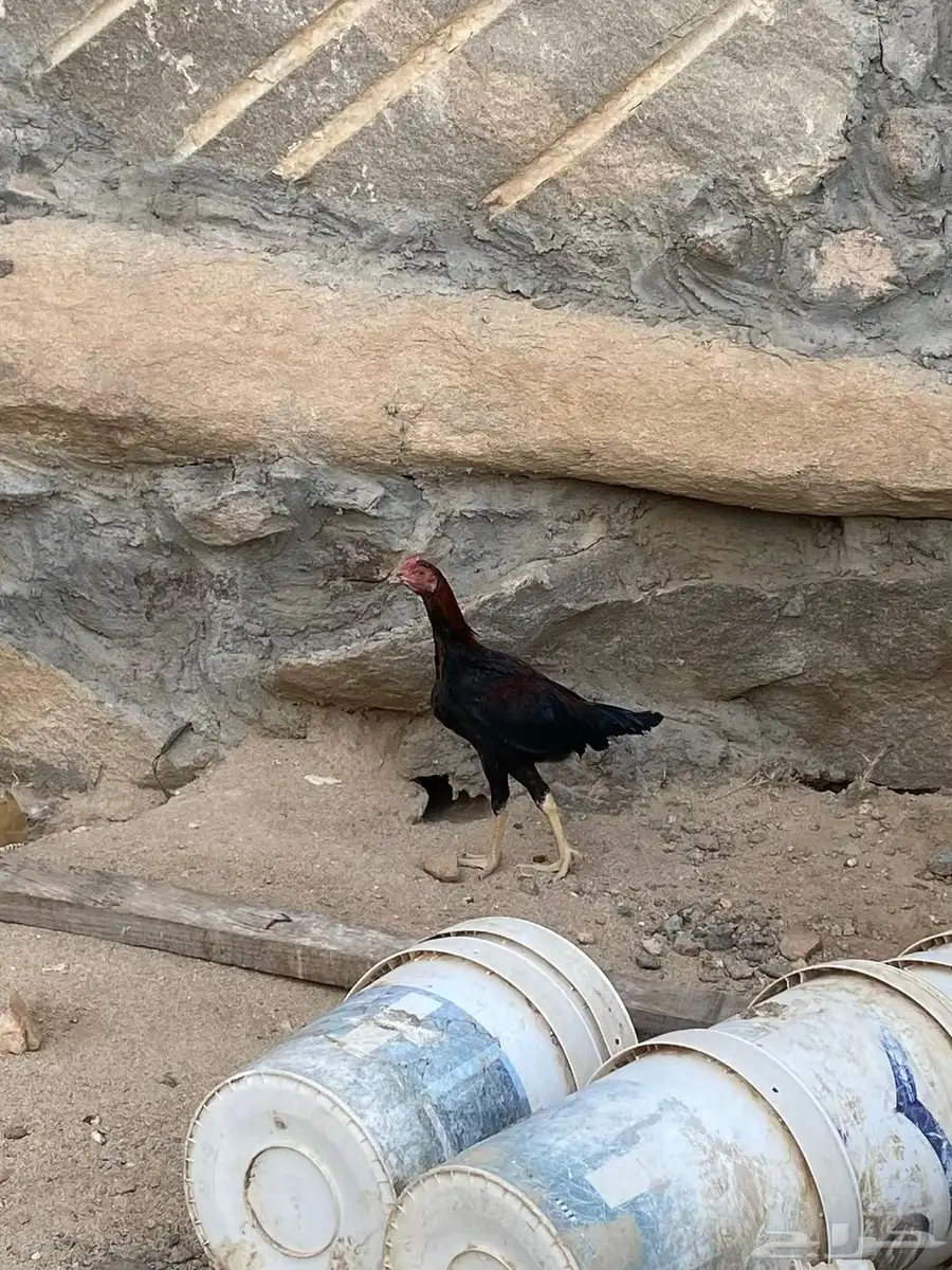 ديوك باكستانيه 3