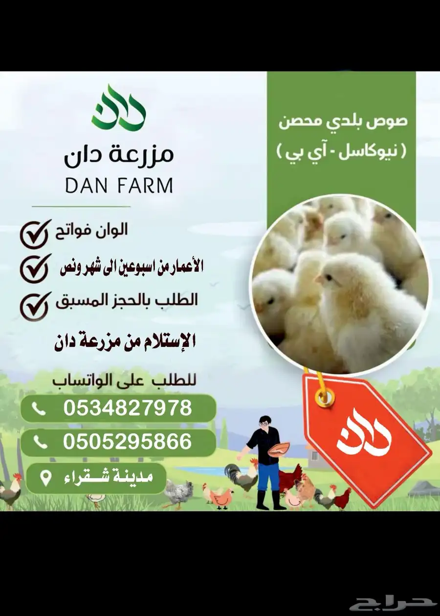 صوص بلدي 0