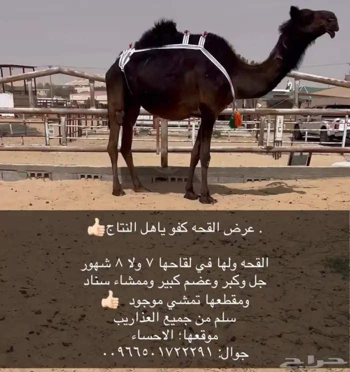 خفوت كفو ثنو والقحه كفو بكر 2