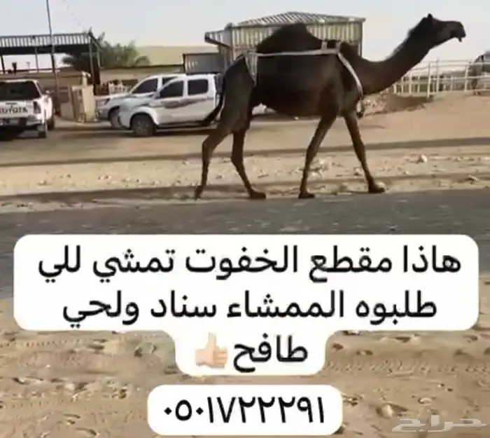 خفوت كفو ثنو والقحه كفو بكر 0