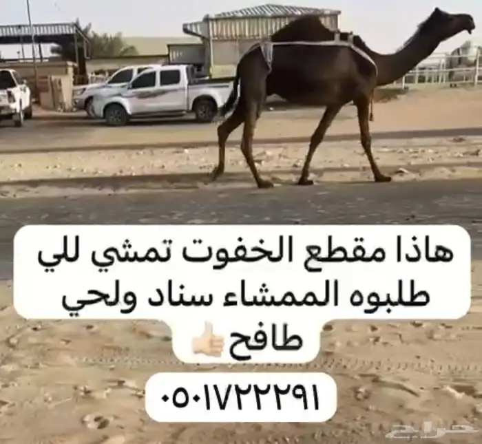 خفوت كفو ثنو والقحه كفو بكر 1