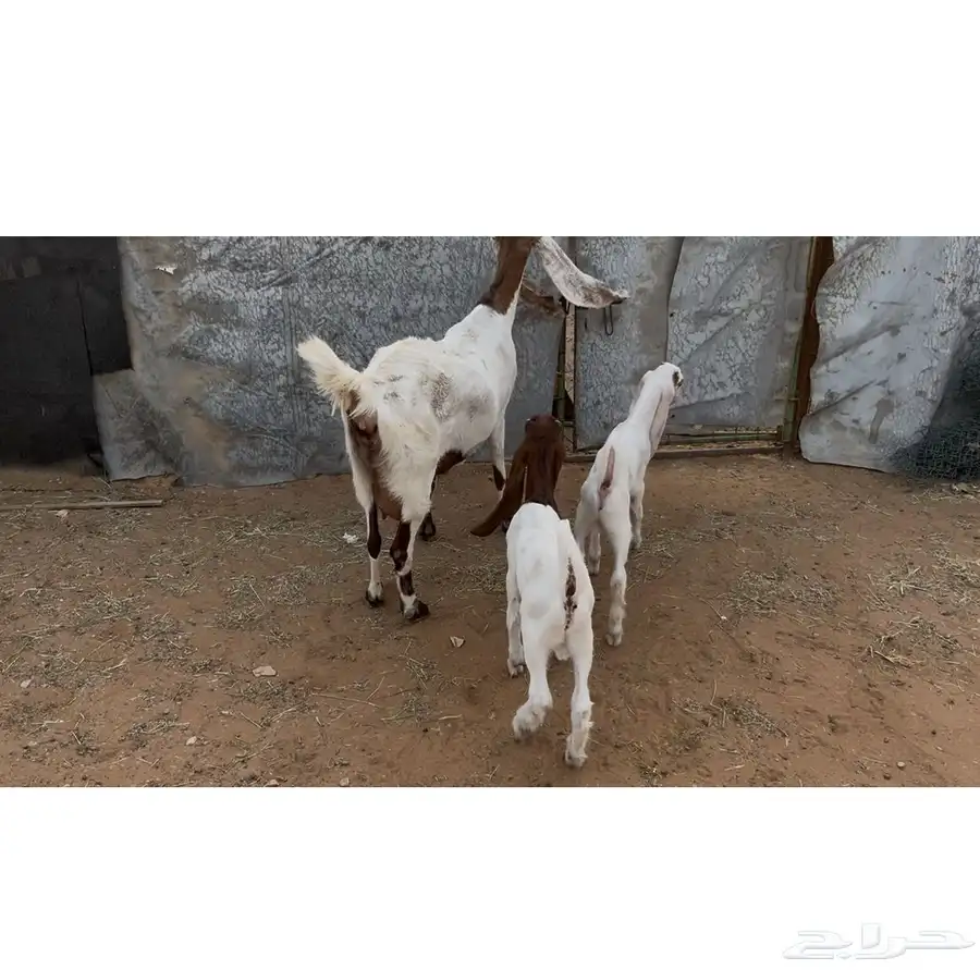 معزات مواليد 2