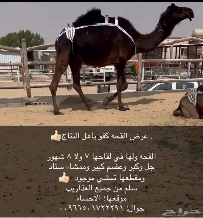 خفوت كفو ثنو والقحه كفو بكر 3
