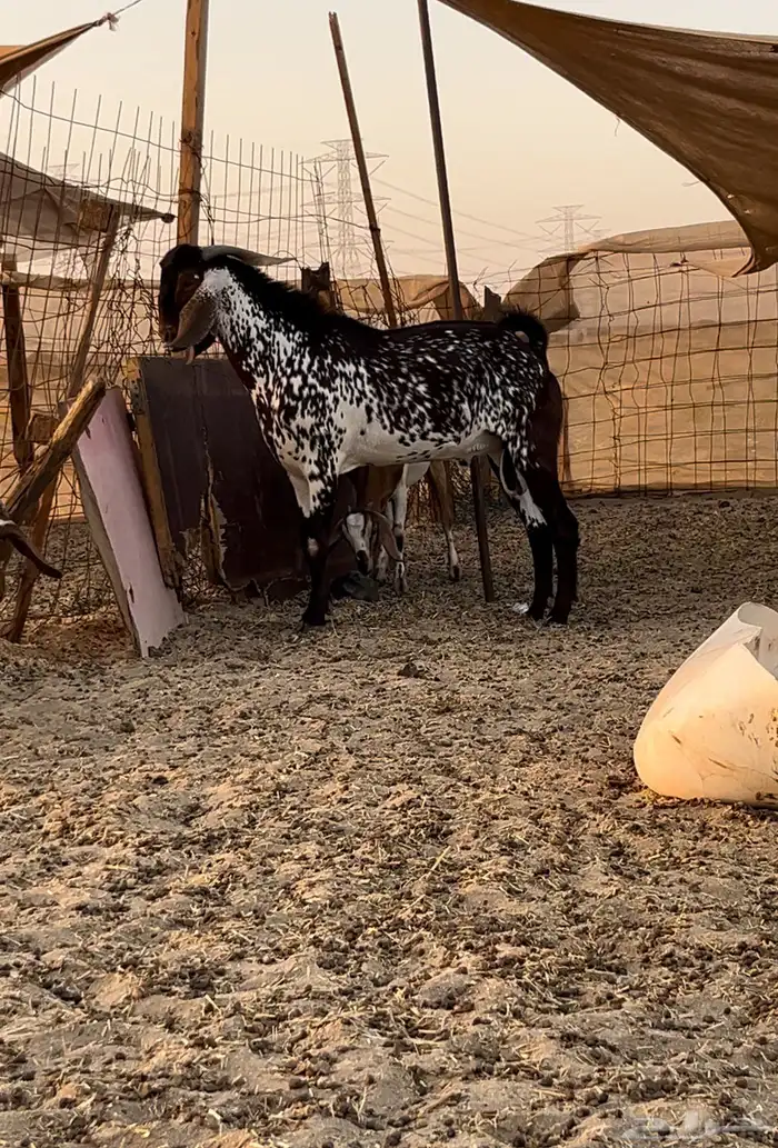 تيس فحل ادهم اوشح فاخر نادر 1