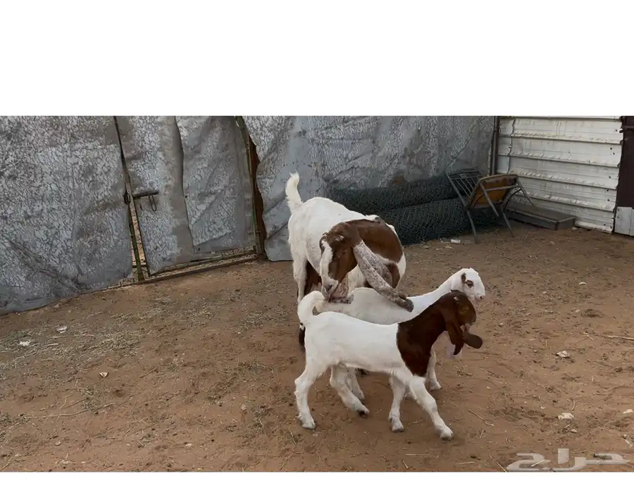 معزات مواليد 0