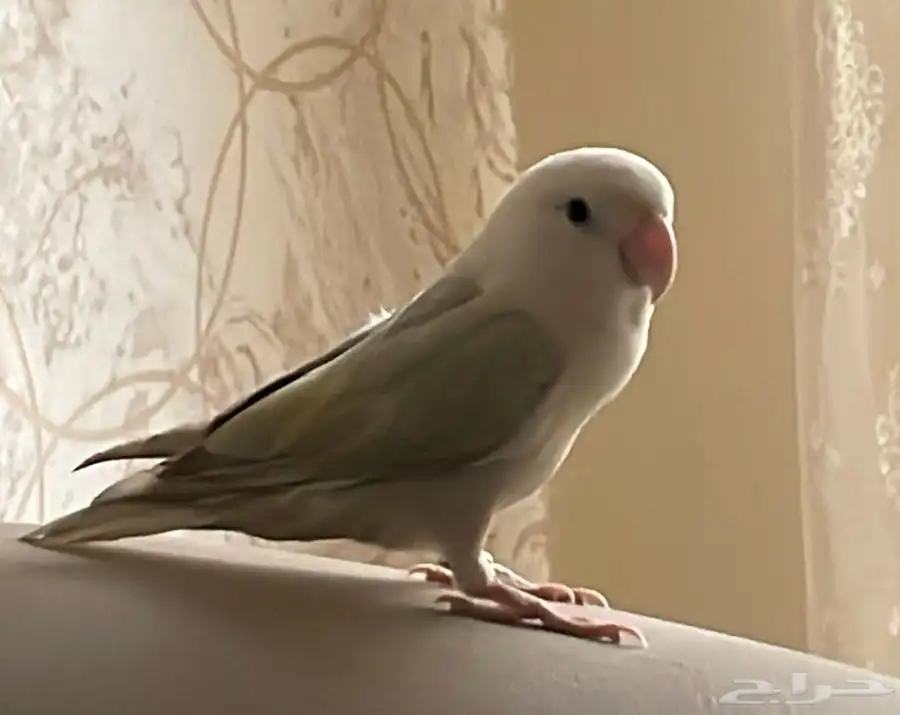 عصفور روز 0