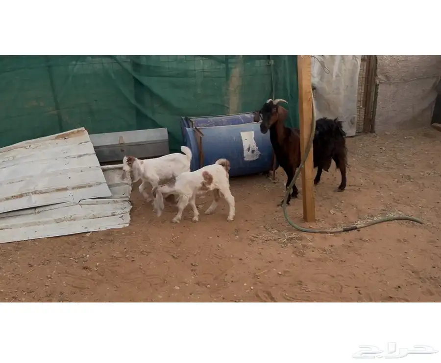معزات مواليد 4