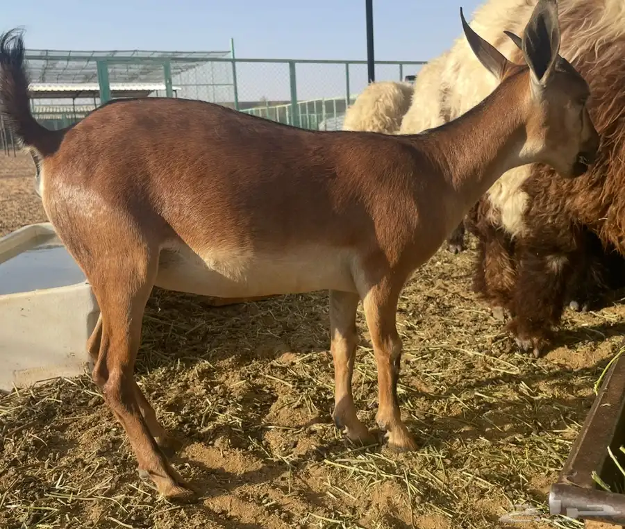 جفره 1