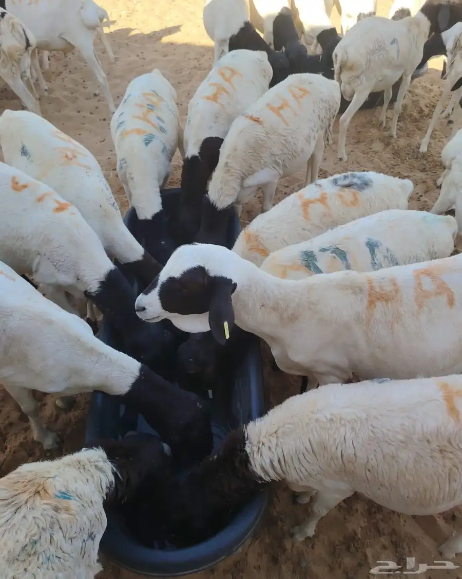 بربري وتيوس وسواكن وقعدان للبيع 0