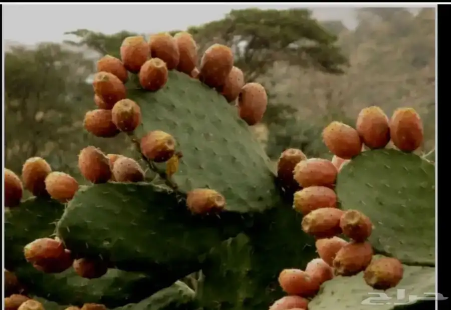 مزرعة برشوم للبيع 0