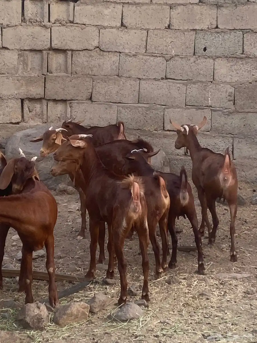 جفار محايليه تم البيع 6