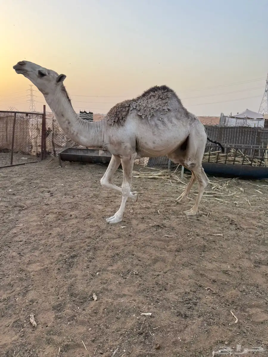 قعدان مناسبات طيبه تم البيع 0