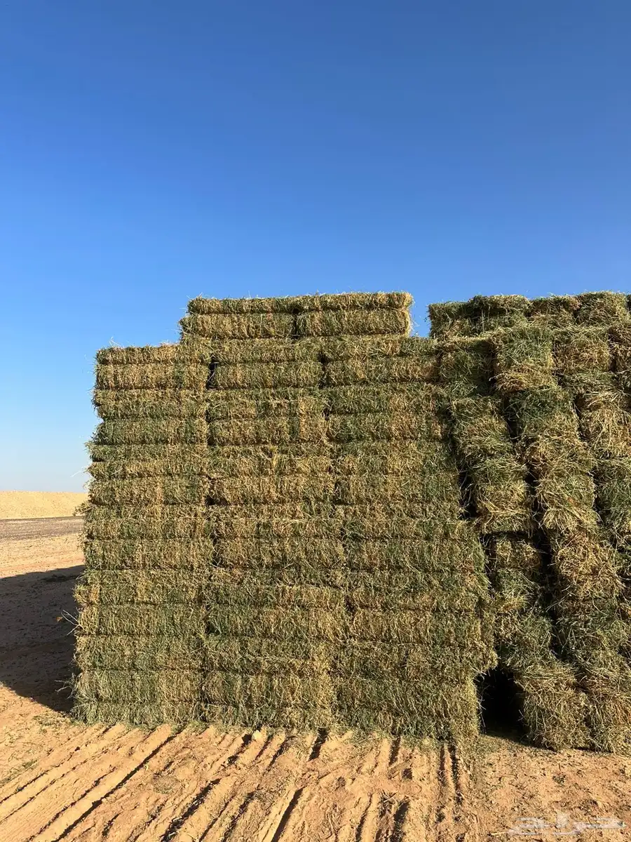 برسيم بطبرجل بسيطا 0