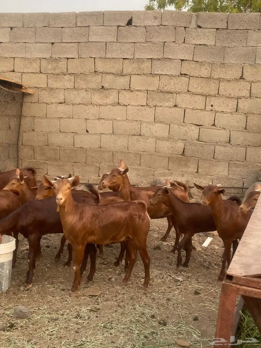 جفار محايليه تم البيع 3