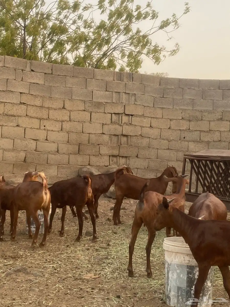 جفار محايليه تم البيع 4