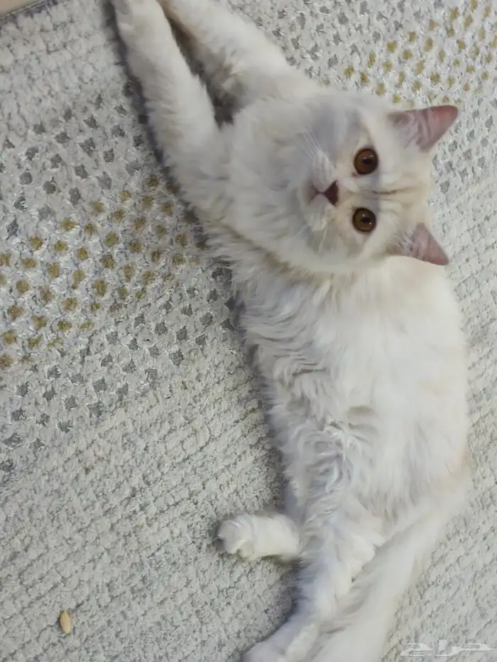 للتبني قط ذكر معقم عمره سنه يوجد شهادة تطعيم 4