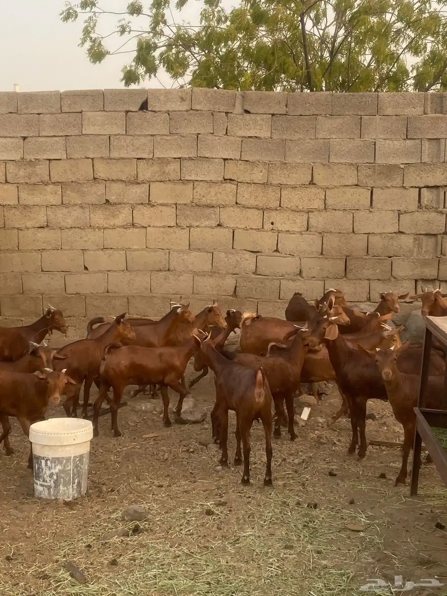 جفار محايليه تم البيع 1