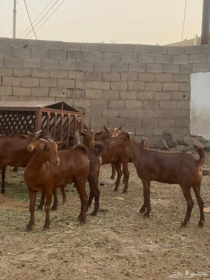 جفار محايليه تم البيع 5
