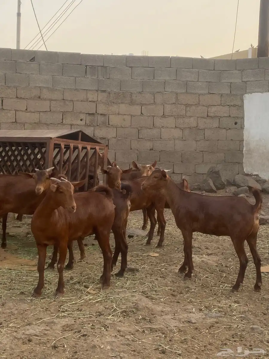 جفار محايليه تم البيع 5