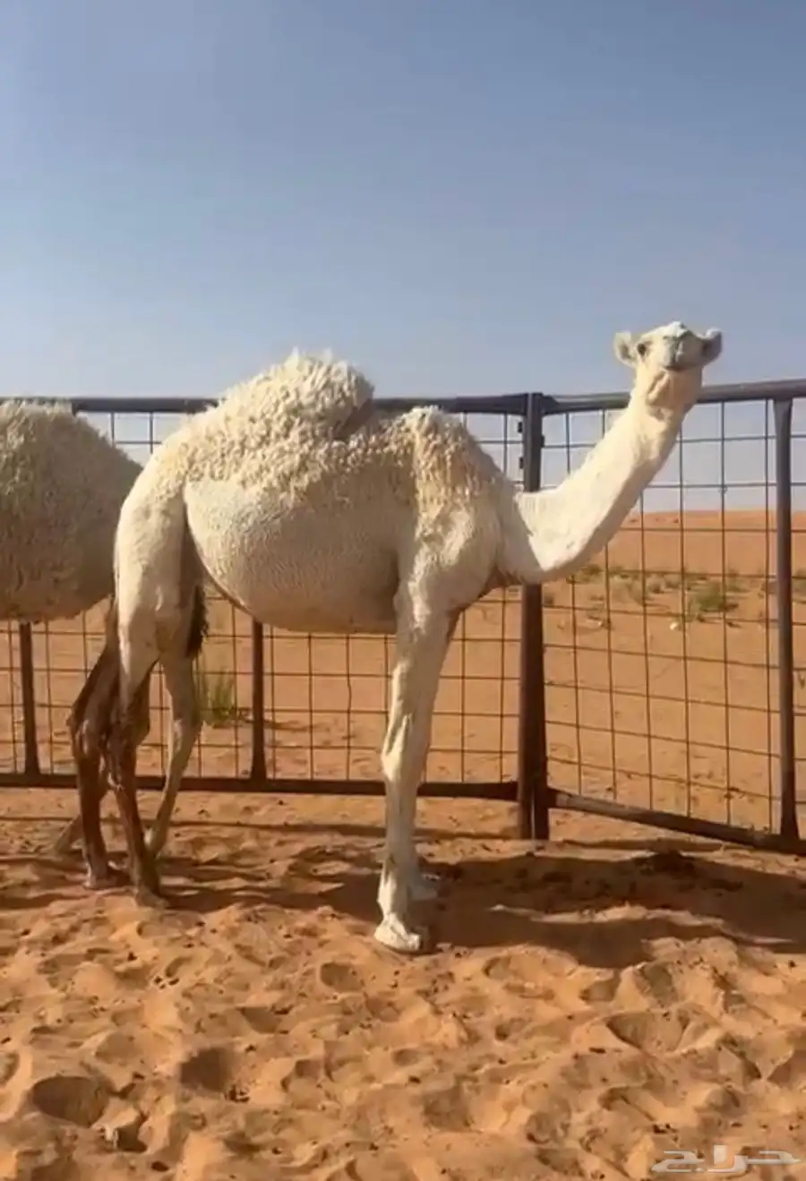 بكار 0