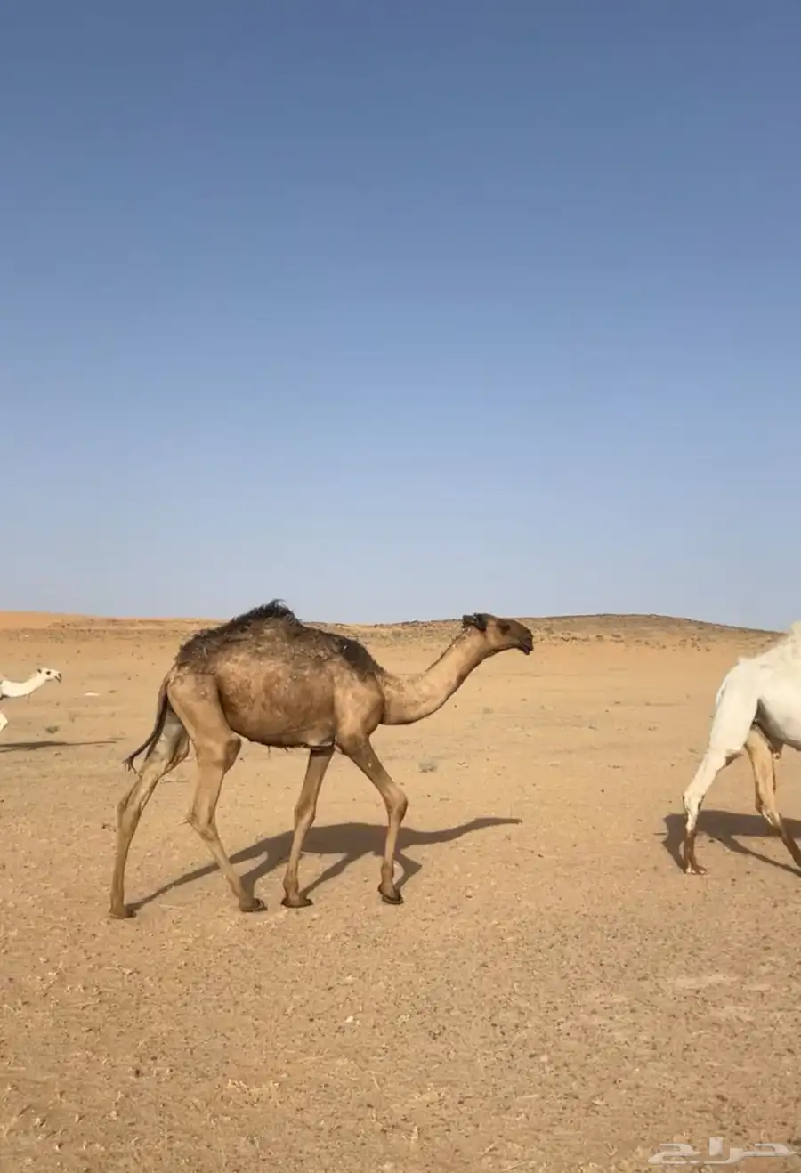 قعود اصفر 0