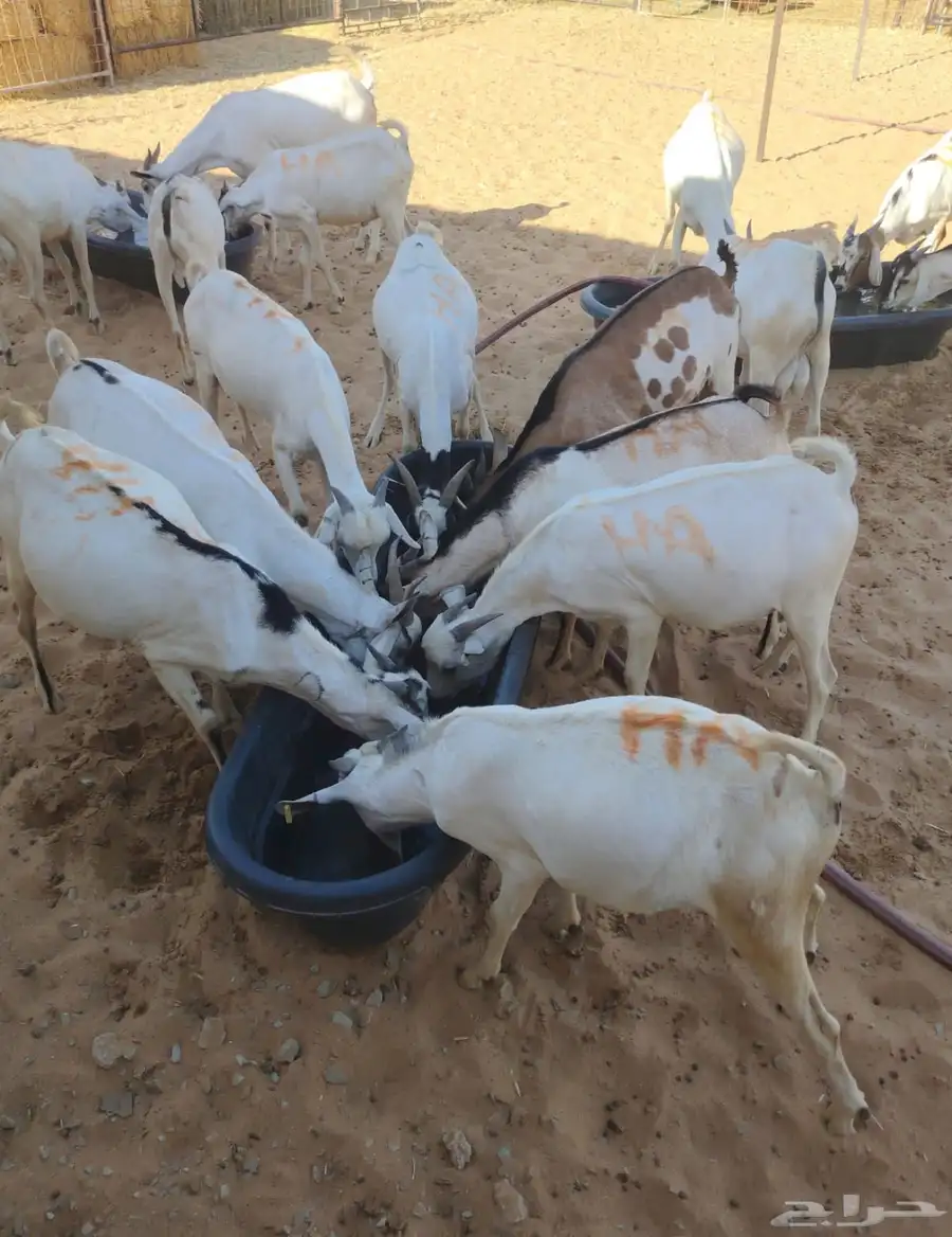 بربري وتيوس وسواكن وقعدان للبيع 3