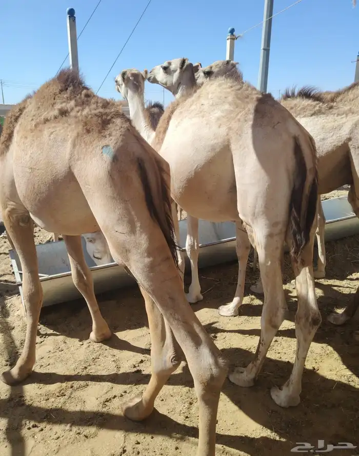 حاشي صومالي مربي للأعراس والمناسبات 2