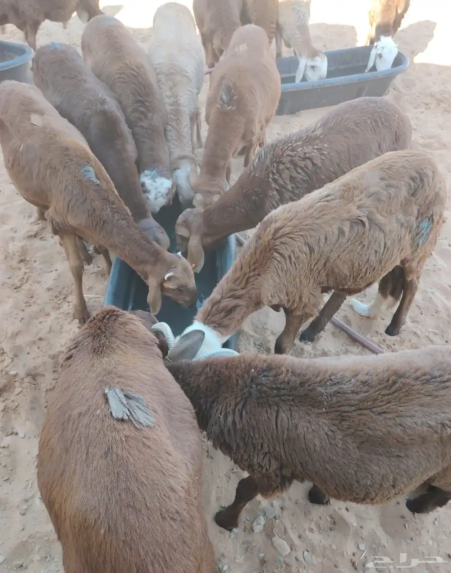 بربري وتيوس وسواكن وقعدان للبيع 2