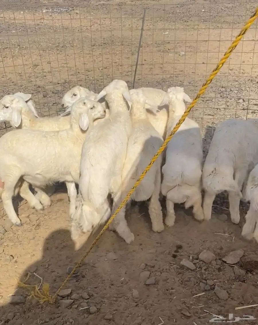 طليان مناسبات 0