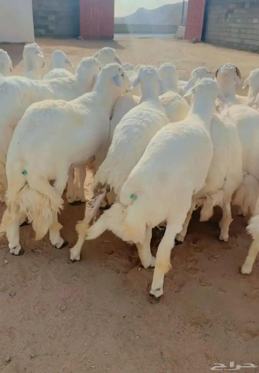 خرفان جبر ناهي اطراف وشعره وضهور مغلقات شحم 5