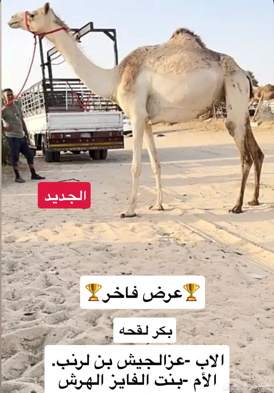 لقحه بكر 0