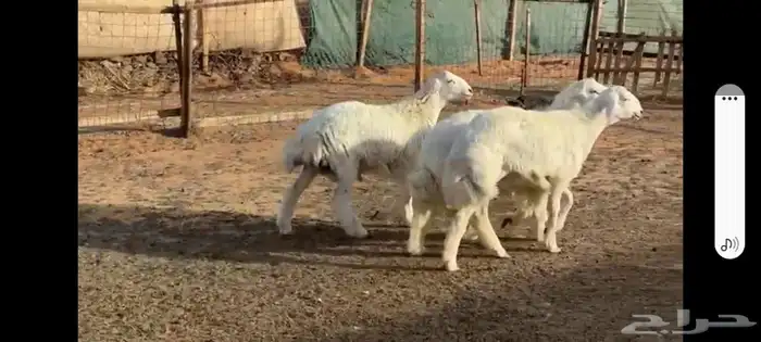 طليان حريه جذعان انتاج المراح سمان وسليمه 0