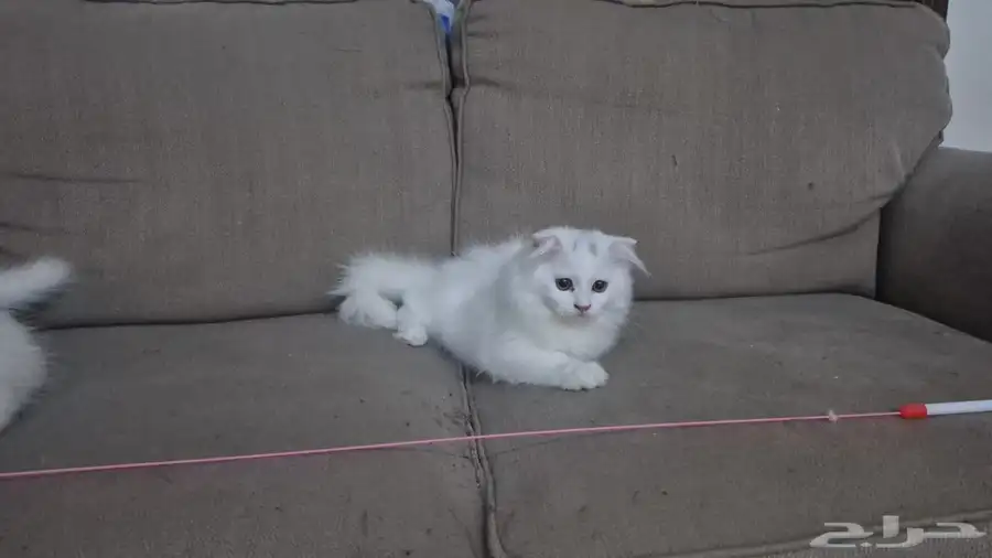 Beautiful Cats for Sale 1