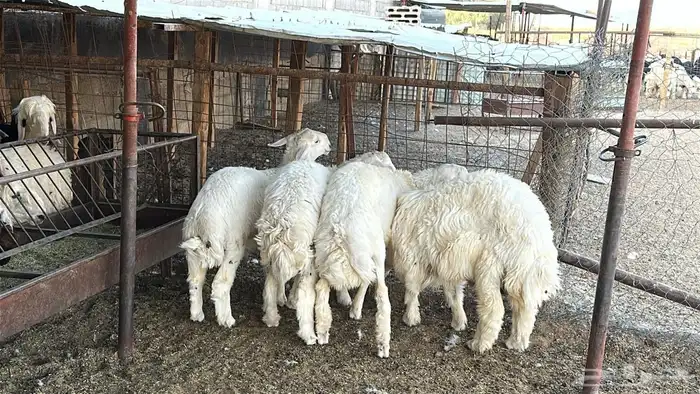 طليان حريه جذعان انتاج المراح سمان وسليمه 8