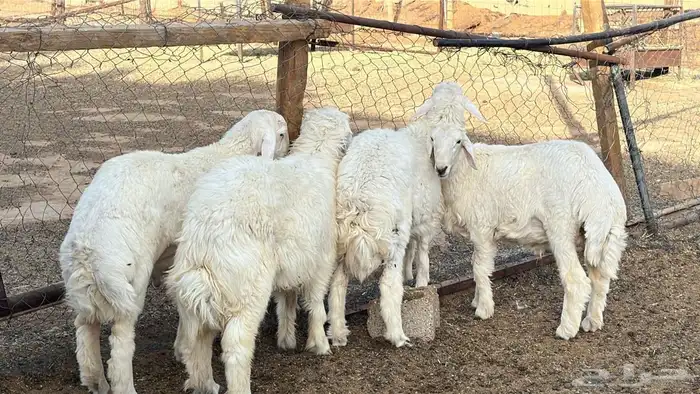 طليان حريه جذعان انتاج المراح سمان وسليمه 6