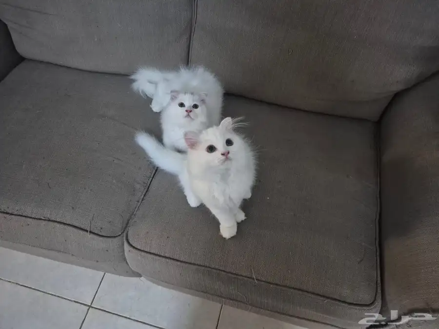 Beautiful Cats for Sale 0