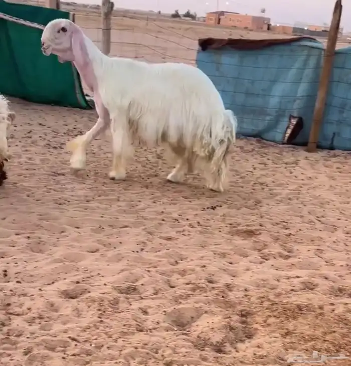 فحل عيسي صنف 0