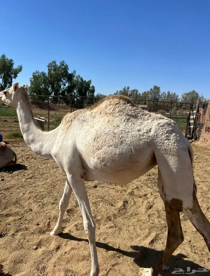 بكره للبيع 0
